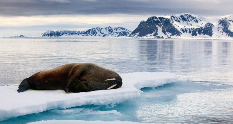 Wally on an Iceberg